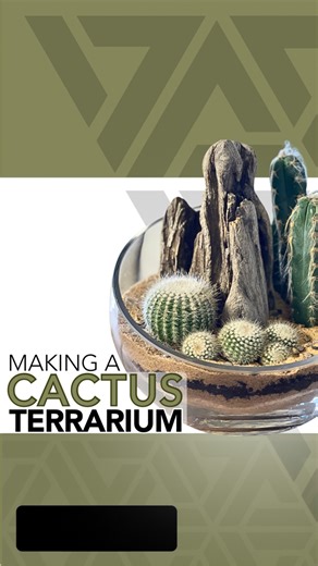 A tutorial on how I made this cactus terrarium 🌵 #terrarium #terrariumdesign #terrariumlove #terrariumdreams #moss #howto #diy #fyp #terrariumsofinstagram #portland #cactus #succulents #beaverton #pdx #plantshop #local #smallbusiness #plantsplantsplants #plants #plantsmakepeoplehappy #plantsoffacebook | Johnathon Q Swanson