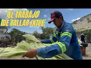 LA LECHUGUILLA NOS DA VIDA