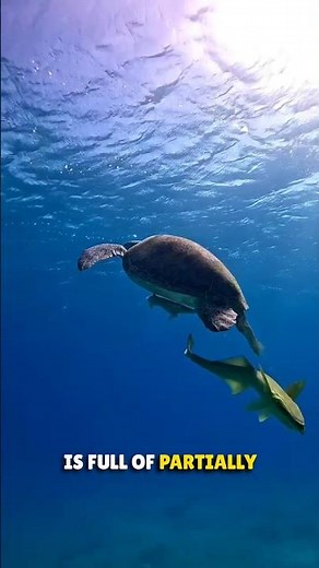 Why Fish Eat Sea Turtle's Poop 🤯