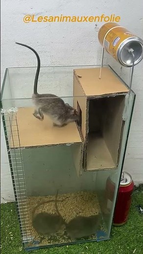 L'incroyable Piège à Rats "Saut de la Foi" : Une solution DIY simple et redoutable ! 🐀📦