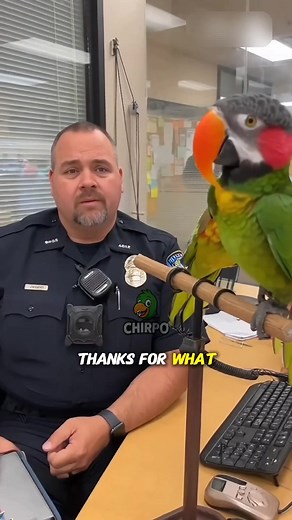 56K views · 2.3K reactions | Cops: “Who’s the troublemaker?” Parrot: “You are!” 列‍♂️ | Alex Hales | Facebook