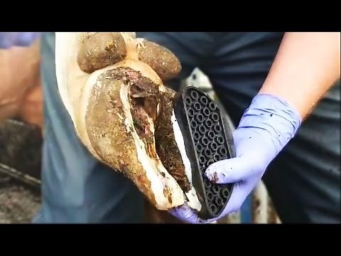 ROTTEN COWS HOOF ... 7 day TRANSFORMATION?! | The Hoof GP