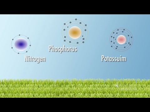 Soil Nutrients | From the Ground Up