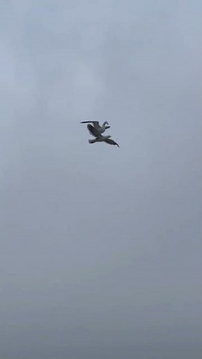 Seagull riding on another seagull