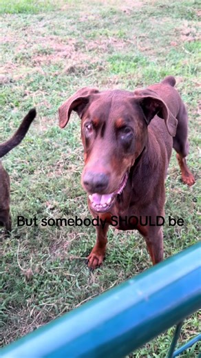 I’m tired and Angry, but somebody should be #dogsoftiktok #doberman #bluedot #texas