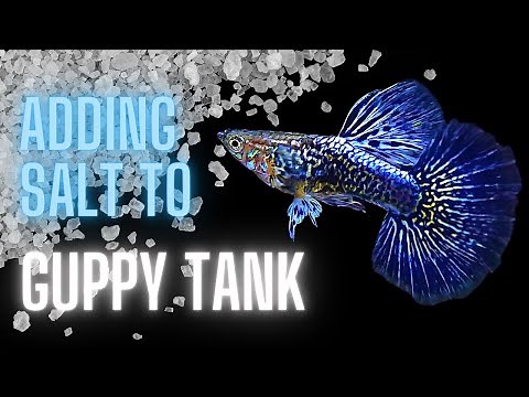 Guppy Fish Care – Adding Salt to Guppy Tank – The Complete Guide