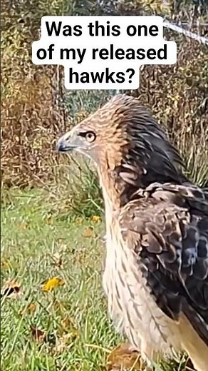 Was this one of my released Red tailed hawks from a previous seasons?