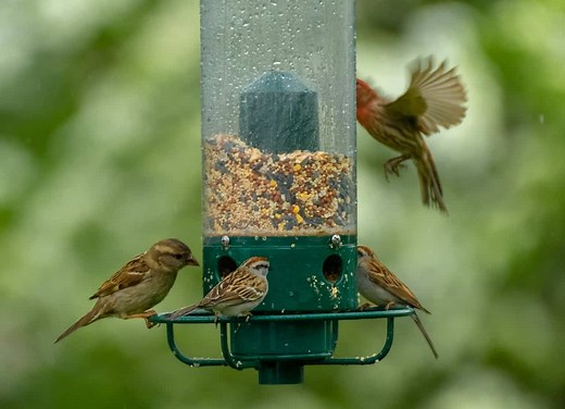 39  DIY Birdfeeder Plans [Free] - MyMyDIY | Inspiring DIY Projects