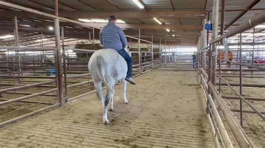 2.7K views | Lot. 40 “Rick” 8 year old grey gelding. ☘️ Our March...