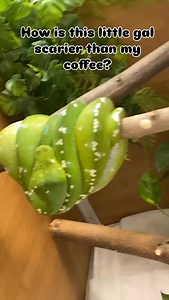 124K views · 37K reactions | How could you be scared of this precious animal? #gtp #aru #biak #greentreepython #python #pythons #snake #snakes #snek #reptile #reptiles #reptilesofinstagram #reptilelover #reptilekeeper #pet #pets #daily #instagram #tiktok #reels #cute #fun #happy #ballpythonsoftiktok #boise #idaho #funny #sorong | Black Lake Reptiles | Facebook