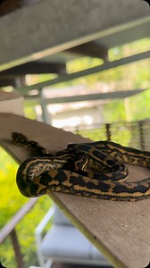 1K views · 97 reactions | Carpet python on a fan  Yes you heard correctly! This cheeky little fella had decided that this was the best spot to chill for the day. With swelteringly hot days snakes need a place to keep cool and also get a bit of warmth as well. It’s always a balance for snakes  Enjoy everyone Luke 0499920290  | Snake Catcher Noosa 24/7 Luke the Snake Catcher | Facebook