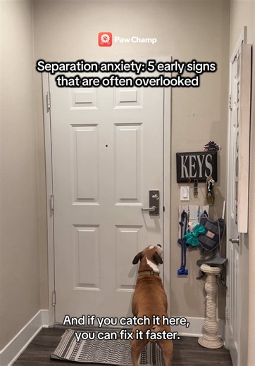 Identifying Separation Anxiety in Dogs