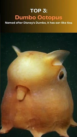 Top 10 Strangest Deep-Sea Creatures You’ve Never Seen Before