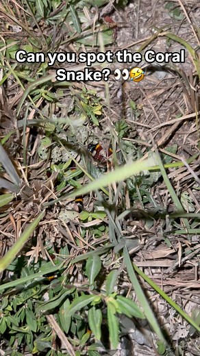 3.9K views · 4 comments | Can you spot the coral snake?  This Coral Snake really thinks it can blend it 藍 #spot #snake #snakes #snakesofig #coralsnake | Daniel Perez | Facebook