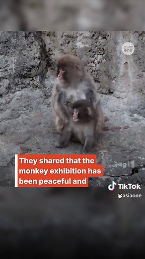 Baby Macaque Punch Integrates into Ichikawa Zoo