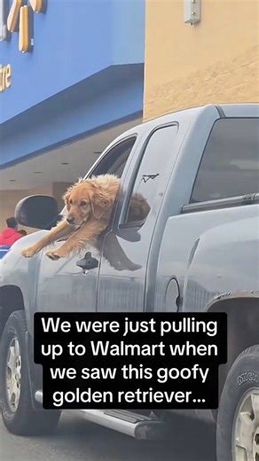 PawfectlyCuteTV on Instagram: "Comment PAWFECT for FREE Wildlife Wallpapers Follow @PawfectlyCute_TV 🐾 🛍️Shop Pawfect Merch in Bio 🔗 Animals Core (TT) 🎥 - - -final animal feline pet turtle fish guppy whale shark fishtank car cat dog golden retriever zoo lion tiger alligator crocodile panther bear polar wombat jungle arctic monkeys live love Wednesday mother baby kitten puppy wildlife fyp #goldenretriever #pets #wildlifephotography"