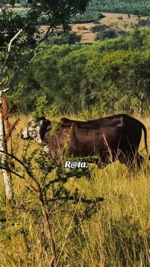 UNIQUE ANKORE COWS WITHOUT HORNS (ENKUNGU)
