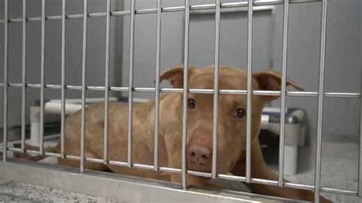As an open-intake shelter, Fulton County Animal Services faces the daily challenge of caring for a constantly fluctuating population of stray and surrendered animals. With 15 to 30 or more dogs arriving each day, the shelter often reaches capacity, forcing difficult decisions about the animals' welfare and placement. Discover how Fulton County Animal Services supports the most vulnerable dogs in their care and how you can help. Learn more: FultonAnimalServices.com/at-risk | Fulton County Animal 