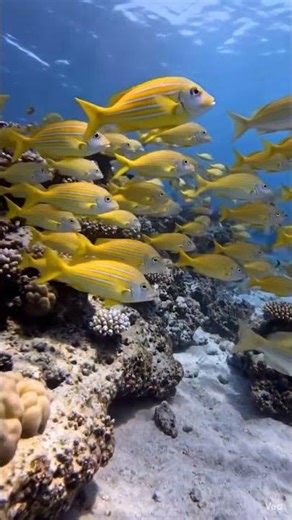Fishes play in the sea