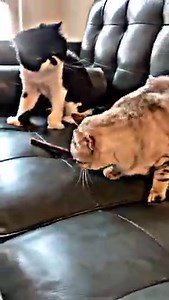 Cyrus's Primal Play | Cyrus