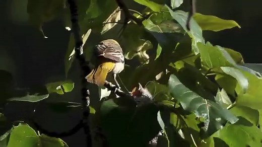 7.6K views · 854 reactions | Bullock's oriole nesting (Icterus bullockii) | BIRDS & Nature | Facebook