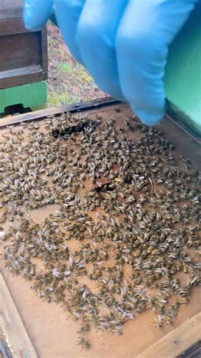 Last week Andy went out hefting and feeding bees. Rain or shine this job needed doing.