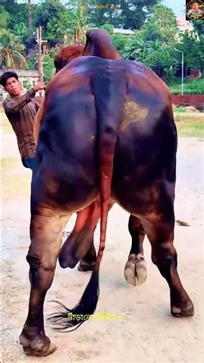 3 SAFETY Tips When Buying a Sacrificial Cow! 😱🐄 #trending #ytshorts #facts