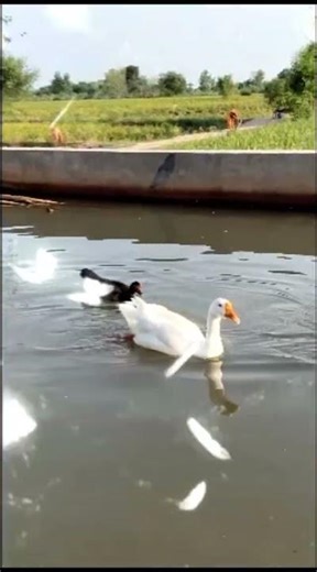 Peaceful Morning on the Pond | White Goose & Friends Swim in Tranquil Water