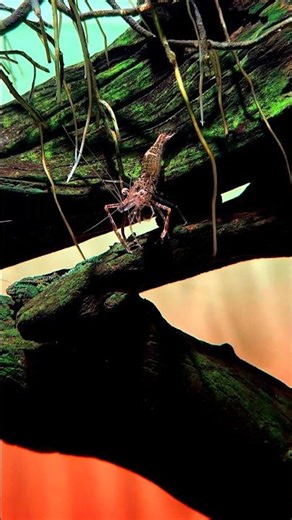 Macrobrachium – Fascinating large-armed shrimp #aquarium