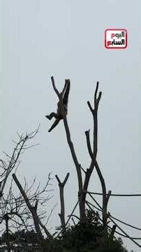 Vienna Zoo... the largest zoo in Europe, where you'll see pandas and penguins.