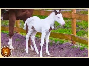 10 Babytiere, die nur einmal in tausend Jahren geboren werden!