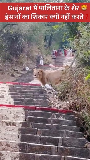 Bodi Bhai The Jungle Boy on Instagram: "Gujarat में शत्रुंजय की सीढ़ियों पर बब्बर शेर: क्या है इस अद्भुत नज़ारे का रहस्य❓ . . . #GujaratTourism #Palitana #ShatrunjayHills #AsiaticLion#"