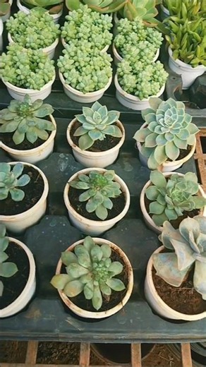 “Donkey Tail Succulent Propagation | Ghar Par Asaan Tarike Se Naya Plant Banaye 🌱”