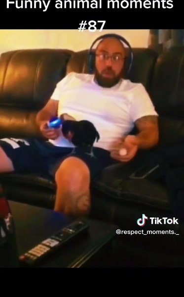 Funny animal moments (part 87) 🤣 #compilation #funnymoments #memes #funny #random #randomvideo #internet #web #lowquality #lol #animals #funnyvideo #support #trending #foryou #fypシ #viral