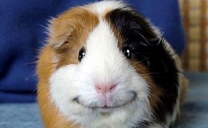 If the Guinea Pig is Too Fat: This is How It Works