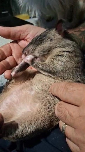 Ruby cleaning her feet | Martin Critchlow