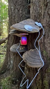 Conch mushroom music