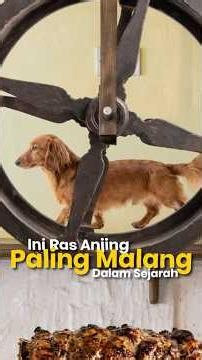 Ras Anjing yang Punah karena Kerja Paksa 🐕💔