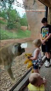 424K views · 737 reactions | LION MEETS SIMBA: A lioness became curious with a stuffed toy, shaped just like her!   She is seen following the little girl around, pawing at the glass toward the Simba toy. STORY: https://bit.ly/2OblBUl | FOX 13 News - Tampa Bay | Facebook