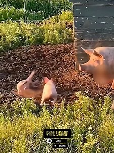 Funny animals videos 😂 | Lumis Asis