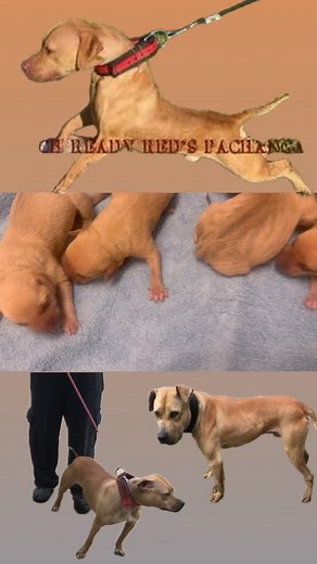 Ready Red Kennels on Reels