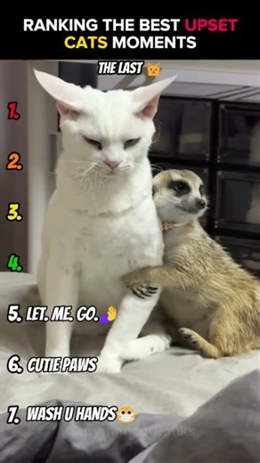 Ranking Most Upset Cats - Ranking Pets #shorts #ranking #funny #cat
