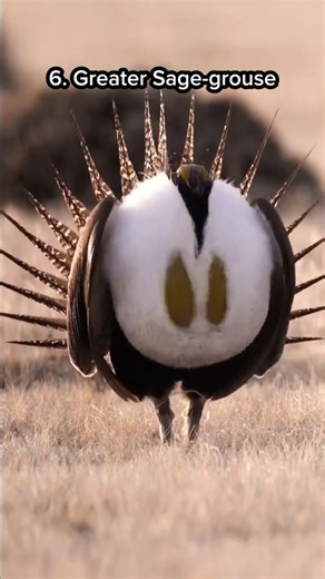 Knowles Lucas on Instagram: "Top 10 Bird Sounds in the USA You Must Hear! Discover the mesmerizing sounds of America's top 10 birds! Let's dive into the beauty of nature and share which sound is your favorite! #BirdSounds #NatureLovers #BirdWatching #Wildlife #USA #SoundsOfNature"