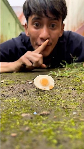 This candy experiment shocked me, the millipede couldn't ignore it#shorts#millipedes