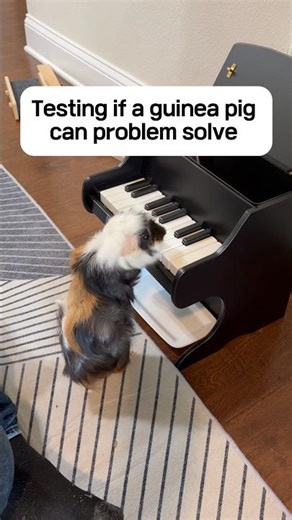 Testing if a guinea pig can play PIANO to earn treats #guineapig