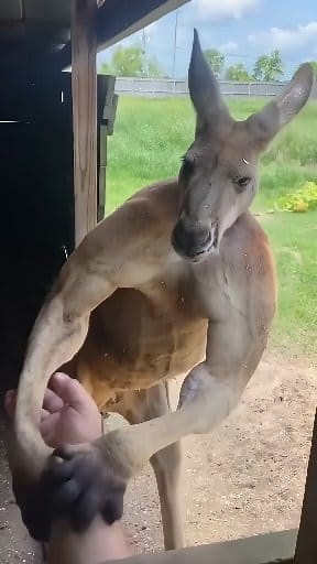 1.1M views · 21K reactions | Dark side of kangaroo  #kangaroo #reels #knowledge #facts #fb #DidYouKnow #FunFacts #trendingreels #MindBlown #IncredibleFacts #funny #animal #pet #animalslover | KR.Krishna Sharma | Facebook