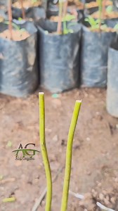 Grafting avocado tree #fblifestyle #avocadografting #graftingtechniques #gardening | Abi Garden