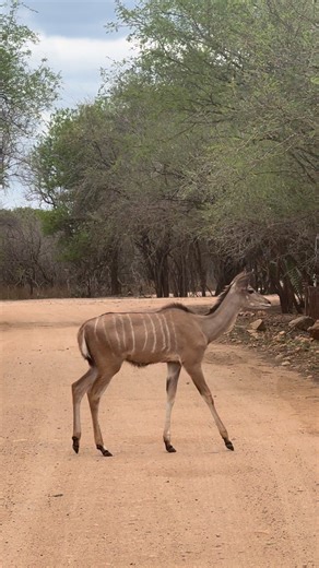Little kudu crosses the road all on it’s own 🥹🦌 #tsd #nature #wildlife | Wildest Kruger Sightings