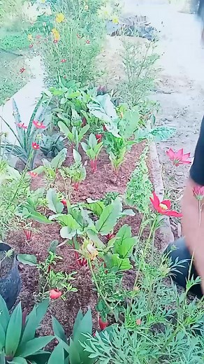 Mulching our Plants with Asola plant... To improve the Soil condition and to avoid the plants from drying up quickly As the summer heat intensifies. Monte Carlo Organic Farm Evelyn Norella Sabino Ramil Benoza Tria #fbreels #fyp #fb #organicfarming #supportlocal #everyone #viral #summer #farmlife | Ferdinand Tan Licayan