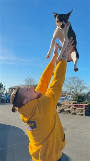 This Is What Happens When I Take My Decker Rat Terrier to Work 😂🐶